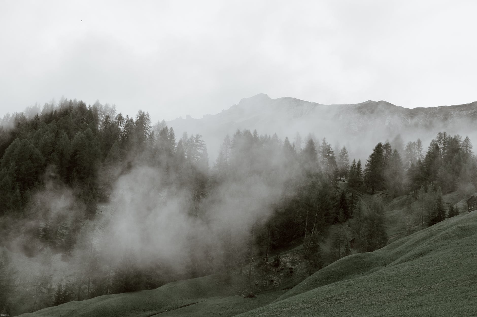 mountain slope covered with trees